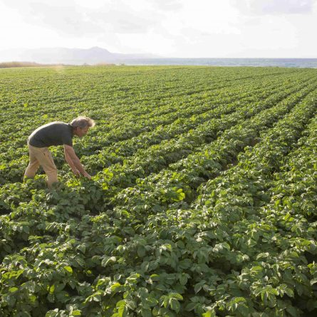 agricultura de precisão